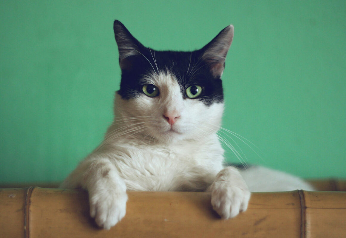 Se il billboard lo deve graffiare un gatto, la pubblicità ha finalmente capito a chi parlare 2 Foto di Manja Vitolic su Unsplash