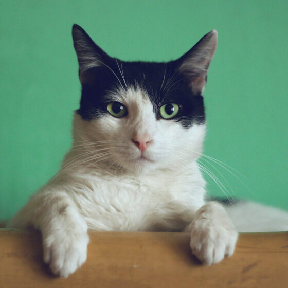 Se il billboard lo deve graffiare un gatto, la pubblicità ha finalmente capito a chi parlare 4 Foto di Manja Vitolic su Unsplash